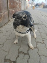 AMALIA, Hund, Mischlingshund in Niederkassel - Bild 11