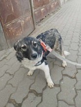 AMALIA, Hund, Mischlingshund in Niederkassel - Bild 12