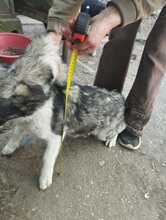 AMALIA, Hund, Mischlingshund in Niederkassel - Bild 13