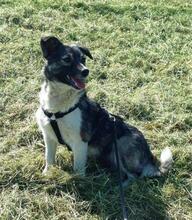 AMALIA, Hund, Mischlingshund in Niederkassel - Bild 14