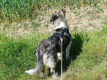 AMALIA, Hund, Mischlingshund in Niederkassel - Bild 15