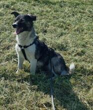 AMALIA, Hund, Mischlingshund in Niederkassel - Bild 16