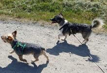 AMALIA, Hund, Mischlingshund in Niederkassel - Bild 17