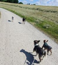 AMALIA, Hund, Mischlingshund in Niederkassel - Bild 18