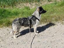 AMALIA, Hund, Mischlingshund in Niederkassel - Bild 19