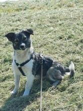 AMALIA, Hund, Mischlingshund in Niederkassel - Bild 2