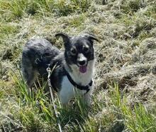 AMALIA, Hund, Mischlingshund in Niederkassel - Bild 20