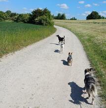 AMALIA, Hund, Mischlingshund in Niederkassel - Bild 23
