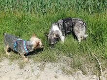 AMALIA, Hund, Mischlingshund in Niederkassel - Bild 24