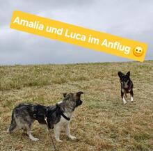 AMALIA, Hund, Mischlingshund in Niederkassel - Bild 25