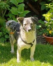 AMALIA, Hund, Mischlingshund in Niederkassel - Bild 3