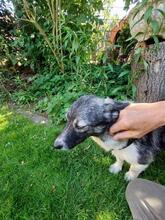 AMALIA, Hund, Mischlingshund in Niederkassel - Bild 4