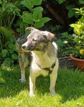 AMALIA, Hund, Mischlingshund in Niederkassel - Bild 5