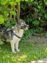 AMALIA, Hund, Mischlingshund in Niederkassel - Bild 6