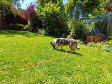 AMALIA, Hund, Mischlingshund in Niederkassel - Bild 7