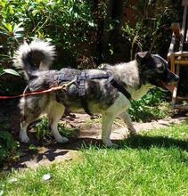 AMALIA, Hund, Mischlingshund in Niederkassel - Bild 8
