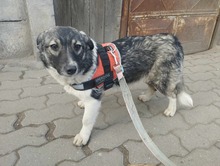 AMALIA, Hund, Mischlingshund in Niederkassel - Bild 9