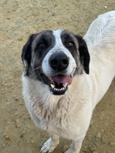 NENA, Hund, Mastin Español in Spanien - Bild 1