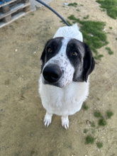 NENA, Hund, Mastin Español in Spanien - Bild 2