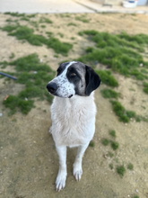 NENA, Hund, Mastin Español in Spanien - Bild 3