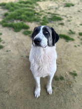 NENA, Hund, Mastin Español in Spanien - Bild 4