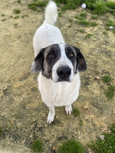 NENA, Hund, Mastin Español in Spanien - Bild 5