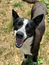 COCO, Hund, Border Collie-Mix in Spanien - Bild 1