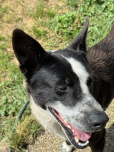 COCO, Hund, Border Collie-Mix in Spanien - Bild 2