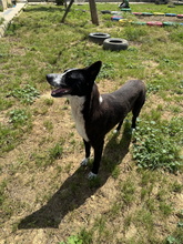 COCO, Hund, Border Collie-Mix in Spanien - Bild 3