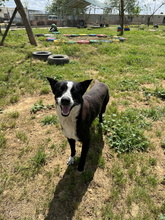 COCO, Hund, Border Collie-Mix in Spanien - Bild 4
