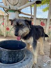 ARCHIE, Hund, Mischlingshund in Spanien - Bild 10