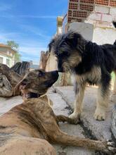 ARCHIE, Hund, Mischlingshund in Spanien - Bild 11
