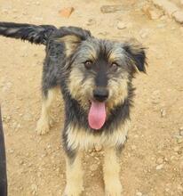 ARCHIE, Hund, Mischlingshund in Spanien - Bild 12