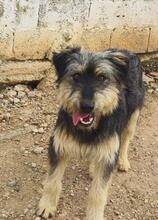 ARCHIE, Hund, Mischlingshund in Spanien - Bild 13