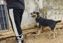 ARCHIE, Hund, Mischlingshund in Spanien - Bild 14