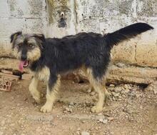 ARCHIE, Hund, Mischlingshund in Spanien - Bild 15