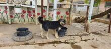 ARCHIE, Hund, Mischlingshund in Spanien - Bild 16