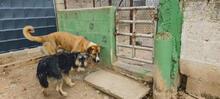 ARCHIE, Hund, Mischlingshund in Spanien - Bild 18
