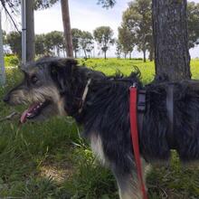 ARCHIE, Hund, Mischlingshund in Spanien - Bild 2