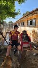 ARCHIE, Hund, Mischlingshund in Spanien - Bild 20