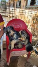 ARCHIE, Hund, Mischlingshund in Spanien - Bild 21