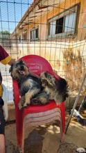 ARCHIE, Hund, Mischlingshund in Spanien - Bild 22