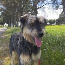 ARCHIE, Hund, Mischlingshund in Spanien - Bild 3