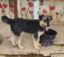 ARCHIE, Hund, Mischlingshund in Spanien - Bild 4
