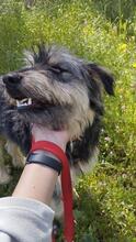 ARCHIE, Hund, Mischlingshund in Spanien - Bild 5