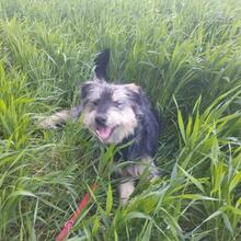 ARCHIE, Hund, Mischlingshund in Spanien - Bild 6