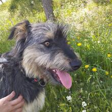 ARCHIE, Hund, Mischlingshund in Spanien - Bild 7