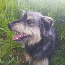 ARCHIE, Hund, Mischlingshund in Spanien - Bild 8