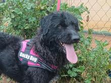 BINGO, Hund, Border Collie-Wasserhund-Mix in Spanien - Bild 1