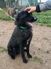 BINGO, Hund, Border Collie-Wasserhund-Mix in Spanien - Bild 2